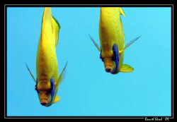 A couple of lemon butterflyfish :-)) by Daniel Strub 